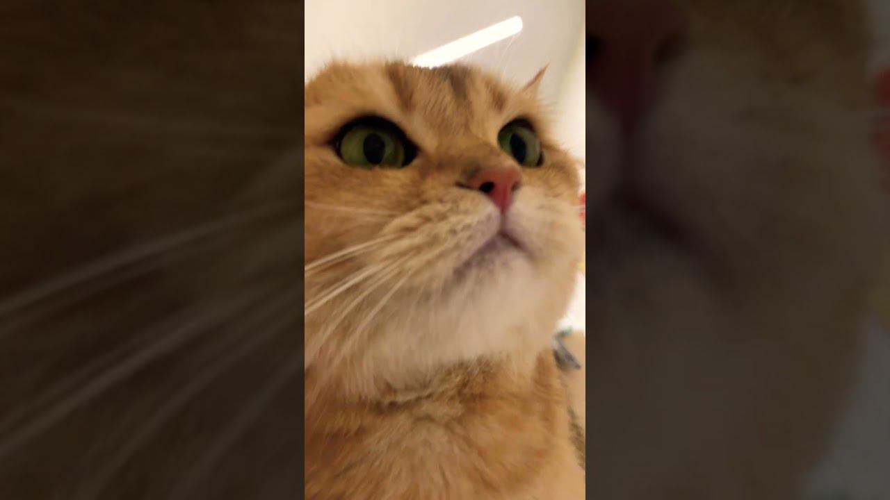 Насекомое #мем #котывоители #актив #кв #mars #cat