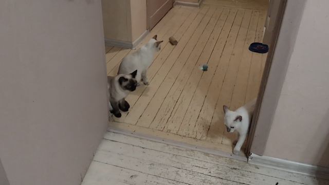 Новая игрушка, кошки приглядываются