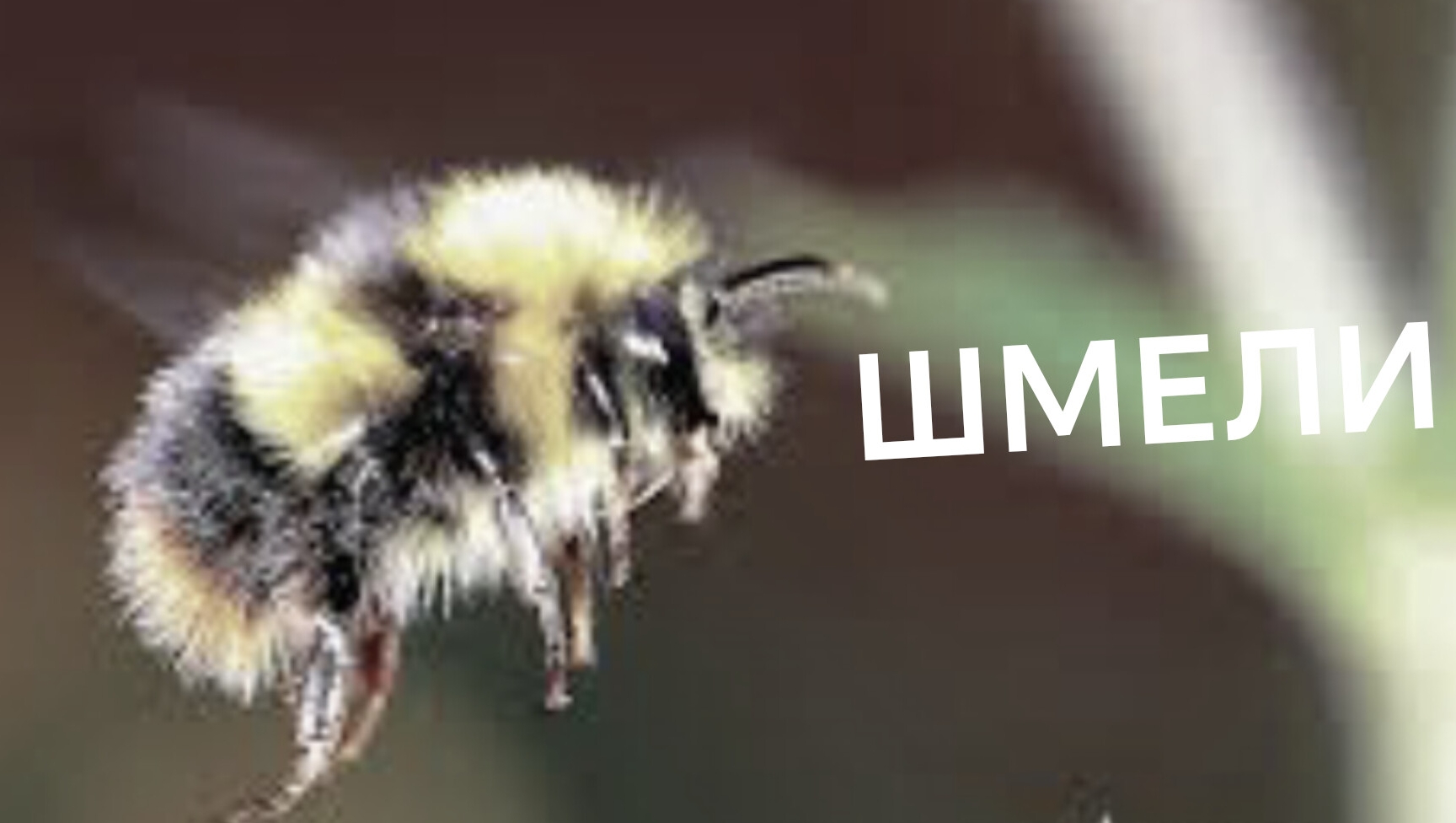 ШМЕЛИ
