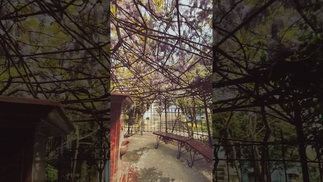 Дни Любования Глицинией