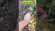 Мой опыт выращивания винограда