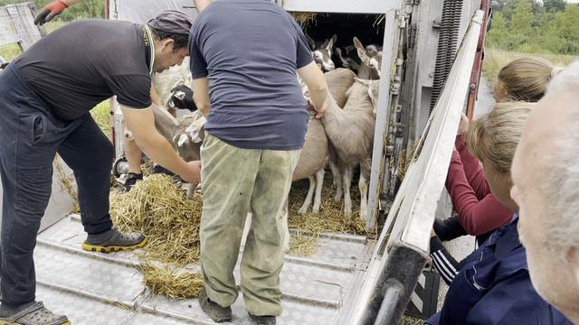Тоггенбургские козы - поставка в Россию