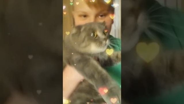 Знакомьтесь это моя шотландская вислоухая кошка Матильда? У вас есть домашние животные??