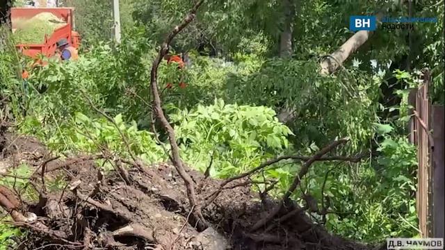 Во Владимире из-за урагана «Эдгар» произошло массовое падение деревьев