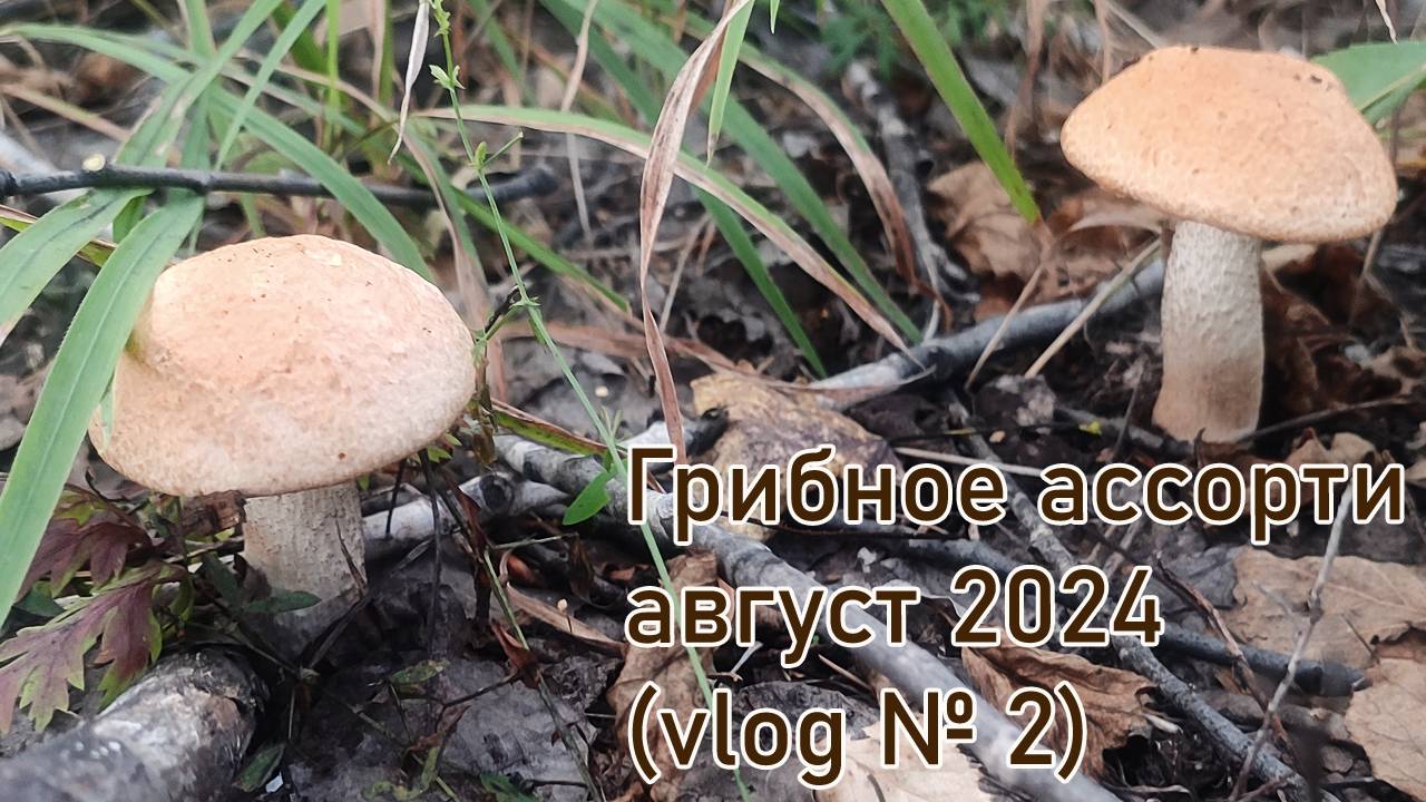 Грибное ассорти август 2024 (vlog № 2)