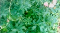 Astromelia cuidados / Cómo cultivar astromelia en maceta / Alstroemeria cuidados