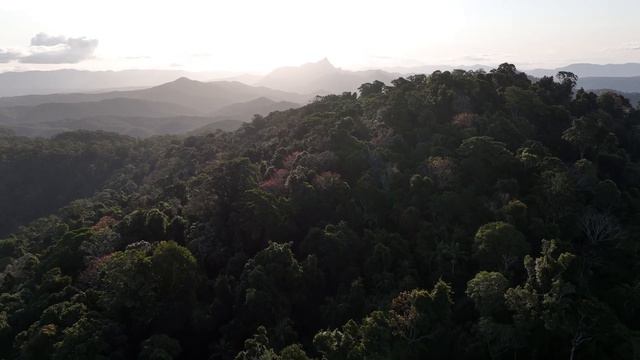 When the Rainforest Blooms In The Mountains.