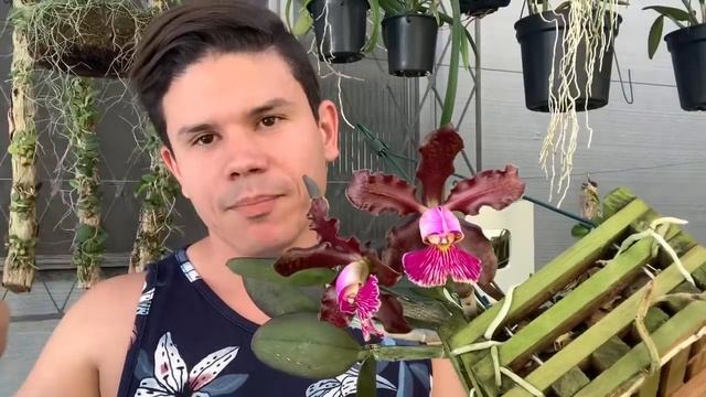 ORQUÍDEAS COM FLORES ESPECIAIS - CATTLEYA WALKERIANA - CATTLEYA SCHILLERIANA