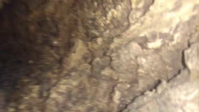 дупло где жили пчёлы