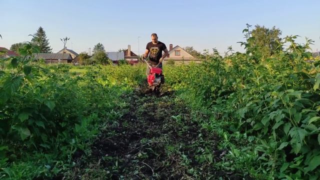 ПОДГОТАВЛИВАЕМ ЧЕСНОК ДЛЯ БИЗНЕСА/ПОКУПКИ/ПЕРЕЕЗД ИЗ РК В РФ