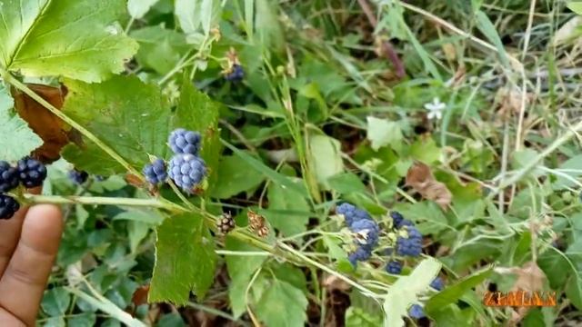 Ежевика. В лес по ягоды
