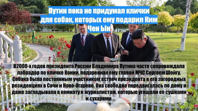 Путин пока не придумал клички для собак, которых ему подарил Ким Чен Ын
