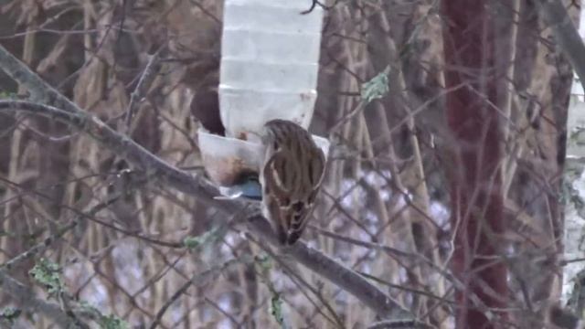 Кормушка только для синиц? Воробьи так не считают