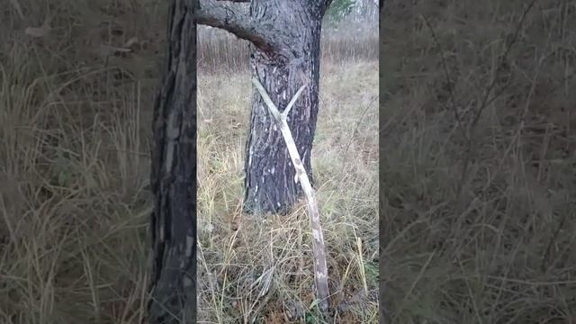 Где- то в брянских лес...