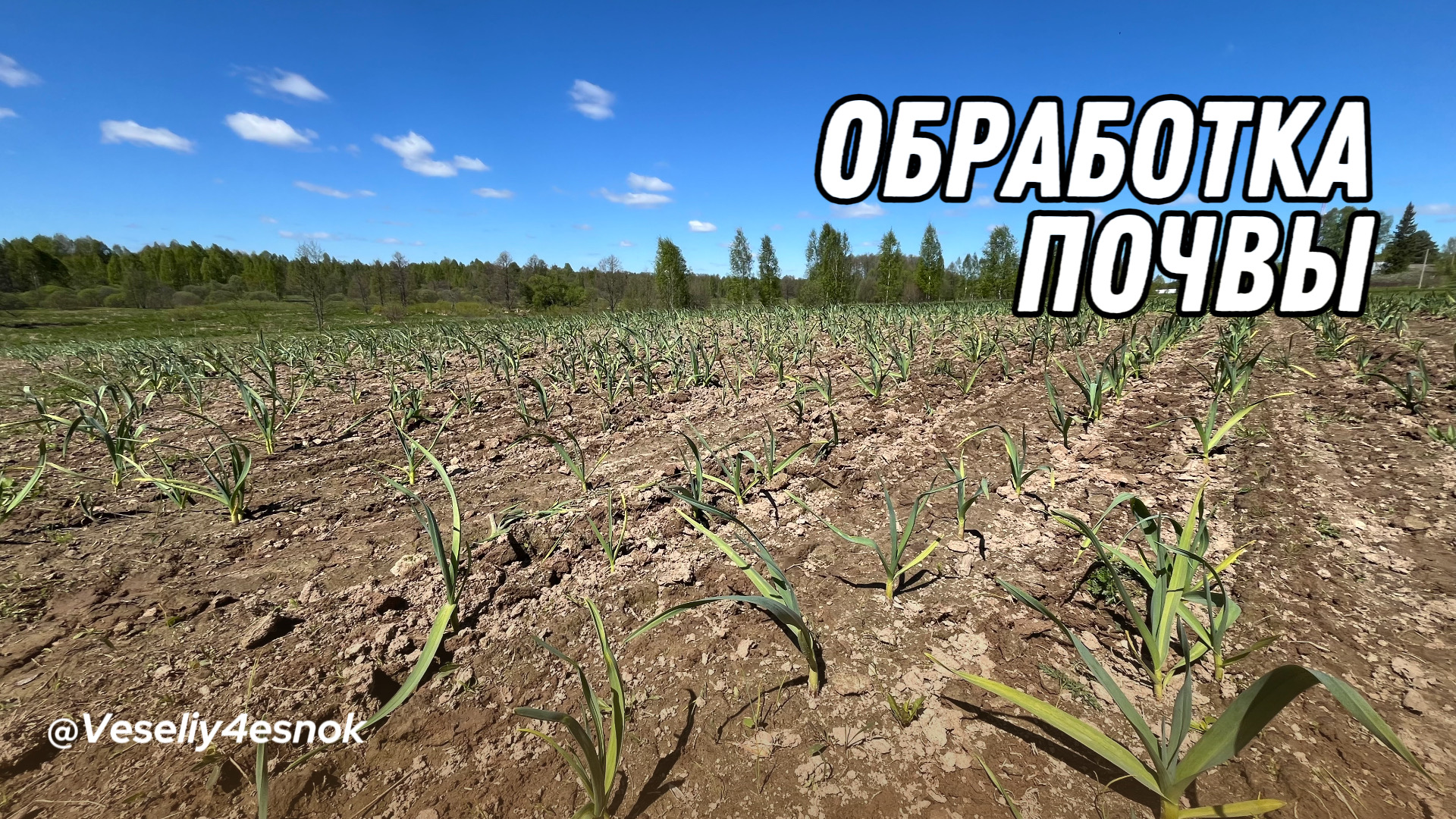 Первая обработка почвы весной. #видео #борона #земля #почва #штригель #мотоблок #чеснок #рыхление