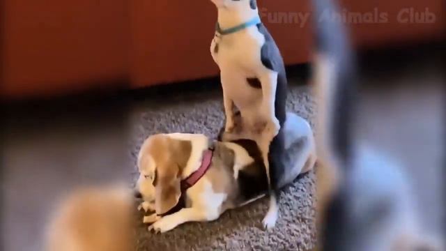 Лучшие Смешные Видео С Кошками И Собаками 🐶 😹 Сборник Смешных Животных 😂