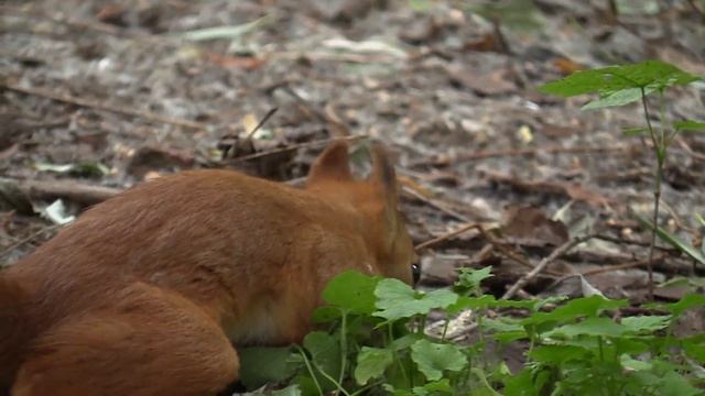 С белками в Нескучном саду