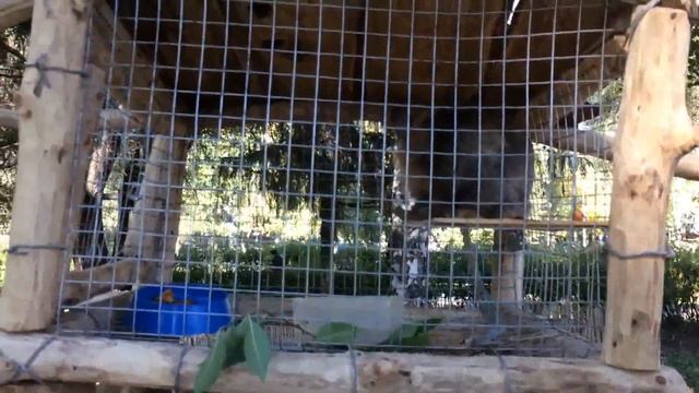 VLOG КРОЛИКИ ЭТО НЕ ТОЛЬКО ЦЕННЫЙ МЕХ. СЕКРЕТЫ МОЕГО ДЕТСТВА. ОБЕЩАННЫЙ ПРИВЕТ.