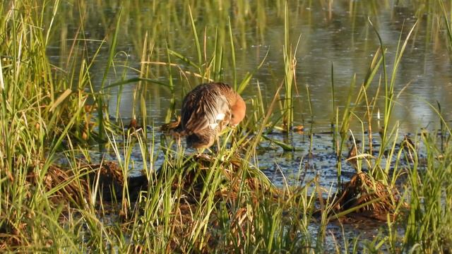 Чирок трескунок, наблюдение птиц в Новгородской области, 24 мая 2024