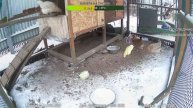 Курятник. Жизнь в курятнике. Можно покормить онлайн. Chicken coop stream. Online feed