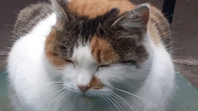 Cat owner of the yard | Кот хозяин двора 🐈💯