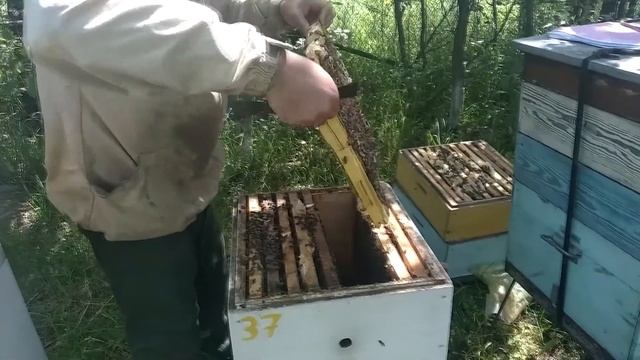 Карніка на ранніх взятках