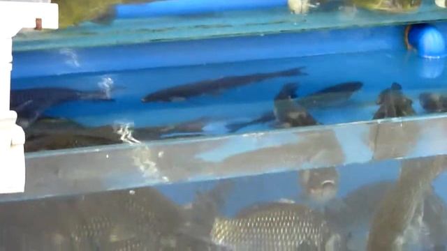 Рыбный отдел в Пекине/Fish department at a supermarket in Beijing