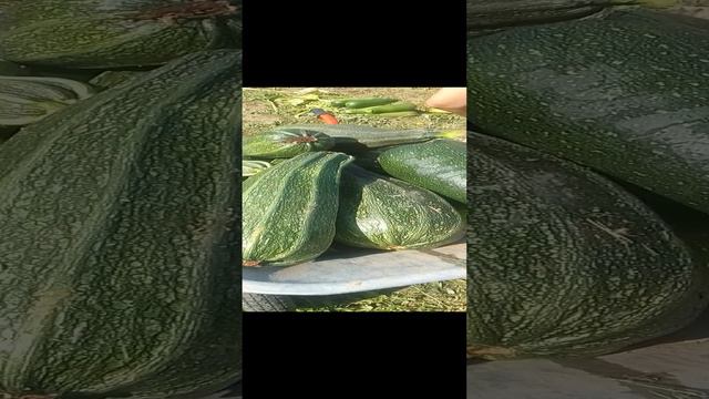 кабачковое безумие))) часть 1