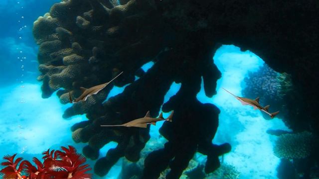 Sawfish