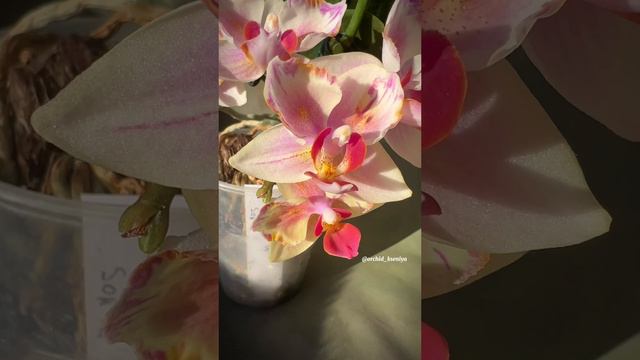 Phal. Pixi Rose 🩷 Нежная азиатская орхидея мультифлора бабочка от садовника Son Ya 🌸