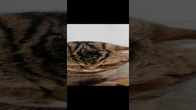 объяснительное видео.