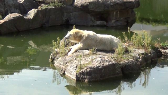 Белый медведь в Германии