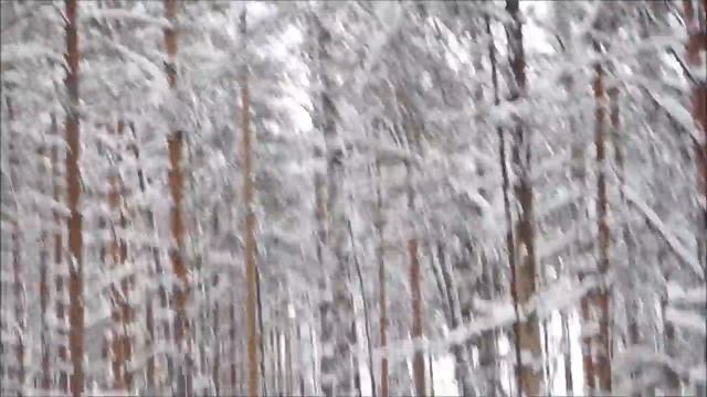 Зимняя охота с русскими гончими-Баяном вл. Шатров В., Вьюгой вл. Соколов А., Забавой вл. Серов С.