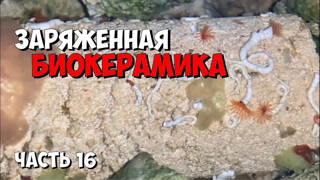 Часть 16 | Керамика для запуска | Морской аквариум на тонну