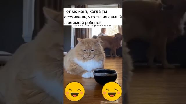 Не самая любимая киса)))