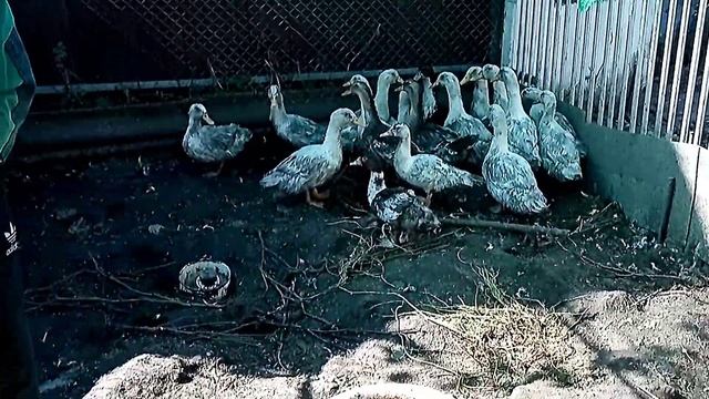 Взвешивание утки "Стар-53" в 2 месяца. Результатом доволен.