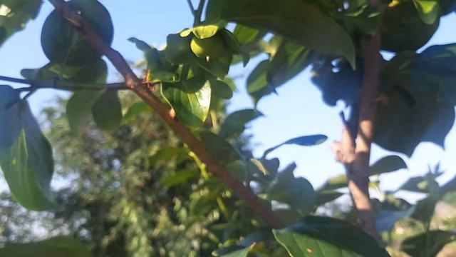 Прогулянка садом#ліліївсаду#юкивсаду#багаторічники#приватнийсадпівдняУкраїни#екзотивсаду#хурмавсаду
