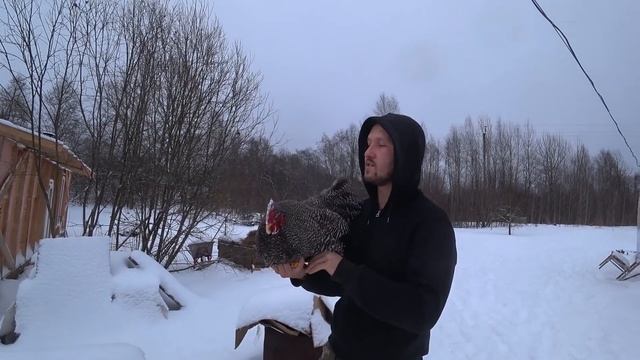 Знакомим собаку с бобрами, дрессированные куры и гуси-паломники.