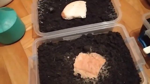 Разведение и содержание Энхитреуса от Александра