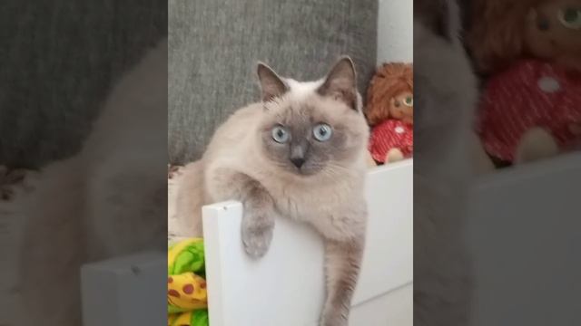 мой питомец 😜😺❤️