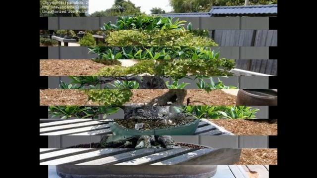 Ligustrum Bonsai #1