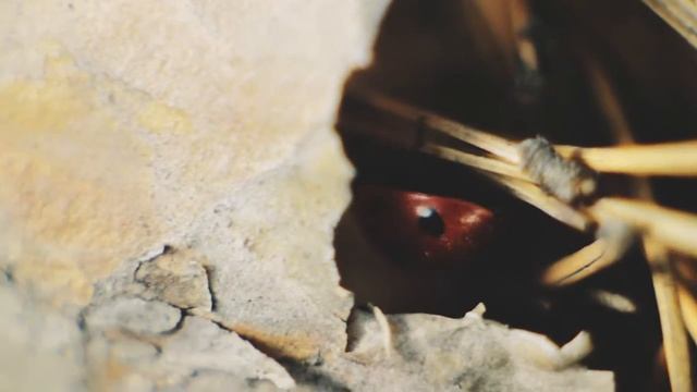 Canon 600d тест видео