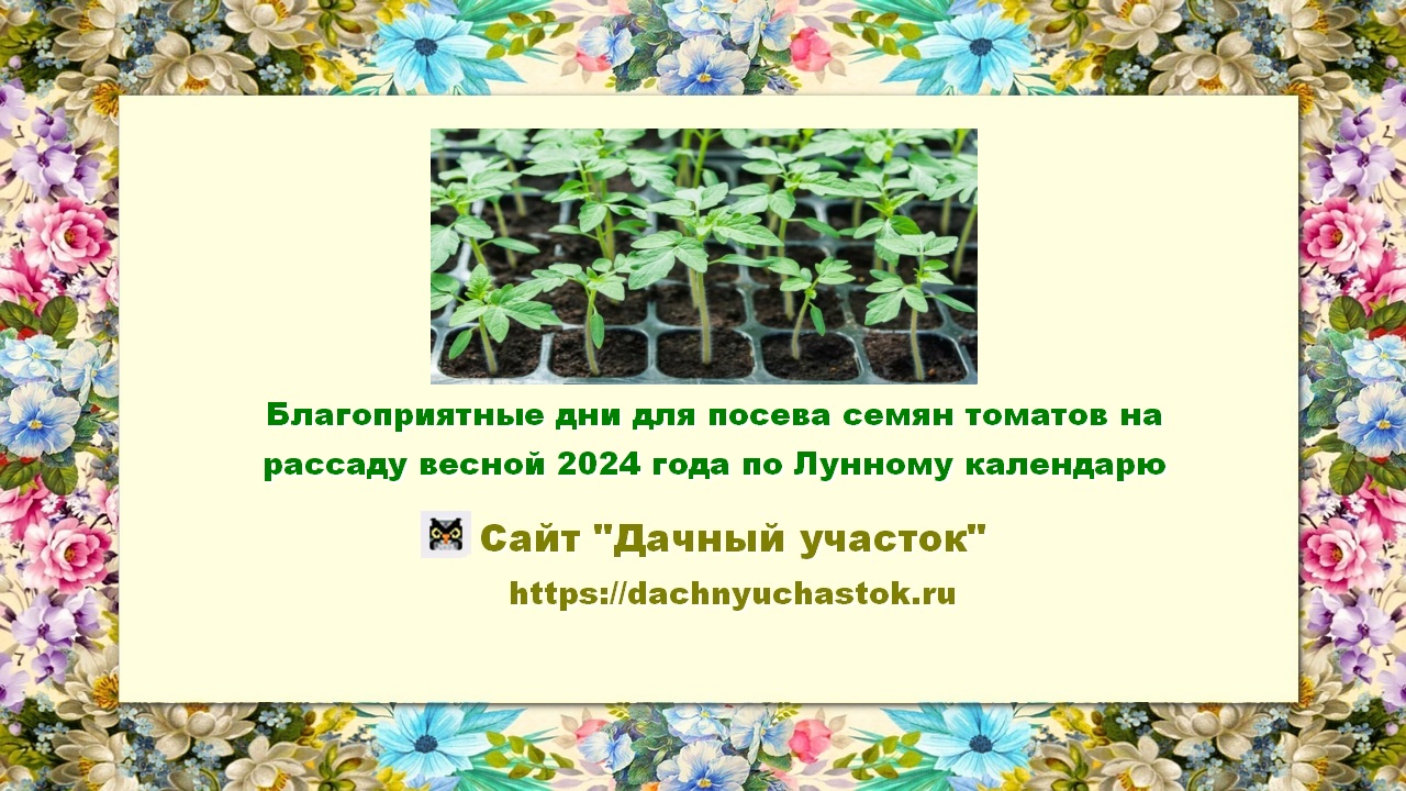 Благоприятные дни для посева семян томатов на рассаду весной 2024 года