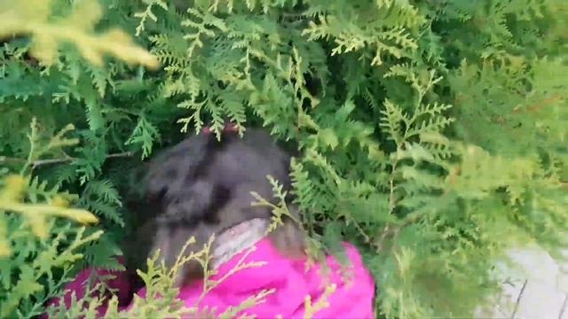 Как подготовить тую к зиме за 5 минут / Уход за туей осенью / Как удалить желтые высохшие ветки ту