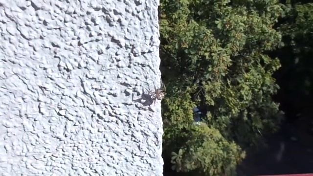 Sony DSC-H90 Test Video zoom-16x, Fokus MAH00295.MP4