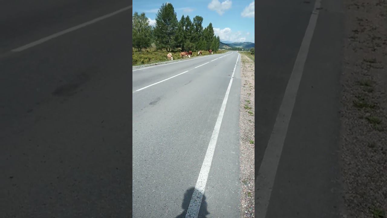 Горный Алтай. Коровы против автотуристов.