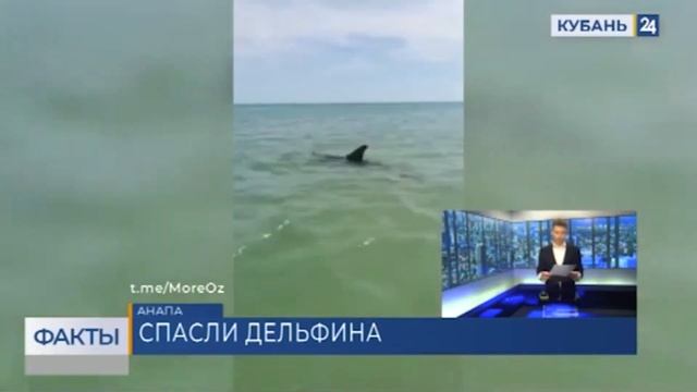 Спасение выброшенного на берег под Анапой дельфина попало на видео