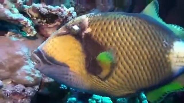 Красное море рыбки