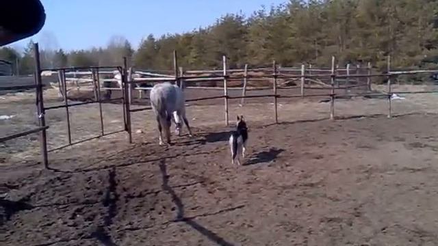 собака и конь