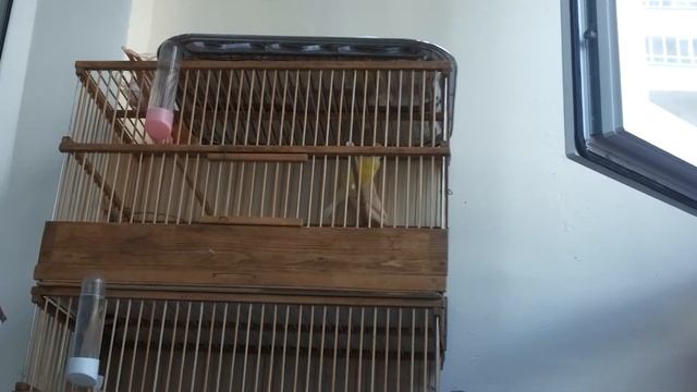 Молодой кенар начинает петь